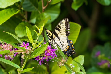 Sticker - butterfly on flower