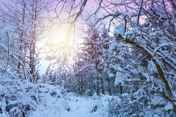 Wall Mural - winter landscape with white trees covered with snow .