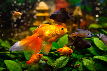 Wall Mural - black moor goldfish, goldfish, gourami  in freshwater aquarium