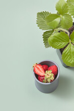Cup With Fresh Strawberries And Pot With Plant.