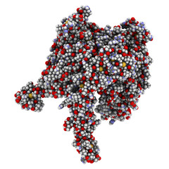 Poster - OX40-OX40L complex (extracellular domains). OX40 is also known as tumor necrosis factor superfamily member 4 (TNFRSF4) or CD134. OX40 is a co-stimulatory protein expressed by actived T-lymphocytes.