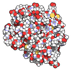 Canvas Print - CD3 protein (epsilon/delta ectodomain dimer). CD3 is present on the surface of T-lymphocytes and is required for T-cell activation. 3D rendering based on protein data bank entry 1xiw.