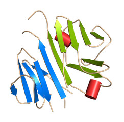 Sticker - CD3 protein (epsilon/delta ectodomain dimer). CD3 is present on the surface of T-lymphocytes and is required for T-cell activation. 3D rendering based on protein data bank entry 1xiw.