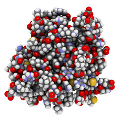 Canvas Print - CD3 protein (epsilon/delta ectodomain dimer). CD3 is present on the surface of T-lymphocytes and is required for T-cell activation. 3D rendering based on protein data bank entry 1xiw.