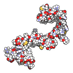 Poster - Cystatin C (V57D mutant). Protein used as biomarker of kidney function. 3D rendering based on protein data bank entry 3sva.