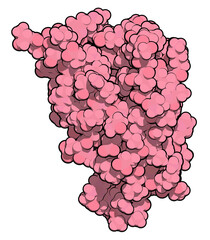 Sticker - Interleukin 4 (IL-4, human, recombinant) protein. Cytokine that induces differentiation of naive helper T cells to Th2 lymphocytes. 3D rendering based on protein data bank entry 2int.