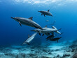 © Elizabeth Sides/Stocksy - Spinner Dolphins