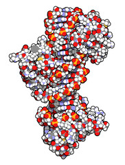 Canvas Print - Sox2 (HMG domain) and Oct-1 (POU domain) transcription factors, bound to DNA. 3D rendering based on protein data bank entry 1gt0.