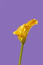 Yellow Calla Lily Flower On Purple Background.