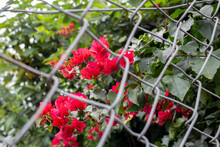 Caged Flower