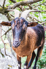 Poster - close up of a goat