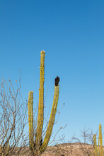 A Black Vulture On Top Of A Cactus Next To Saguaros In The Desert