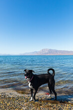 Happy Black Dog On The Shore Of The Blue Sea 