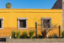 Desert Plants In The Street In Front Of A Yellow Wall With Windows