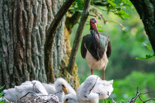 Black Stork Ciconia Nigra With Babies In The Nest.