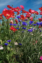 Blooming Bachelors Buttons And Opium Poppies In Meadow