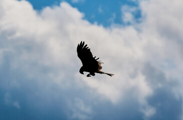 Silhouette Steppe eagle flying under the bright sun and cloudy sky in summer.