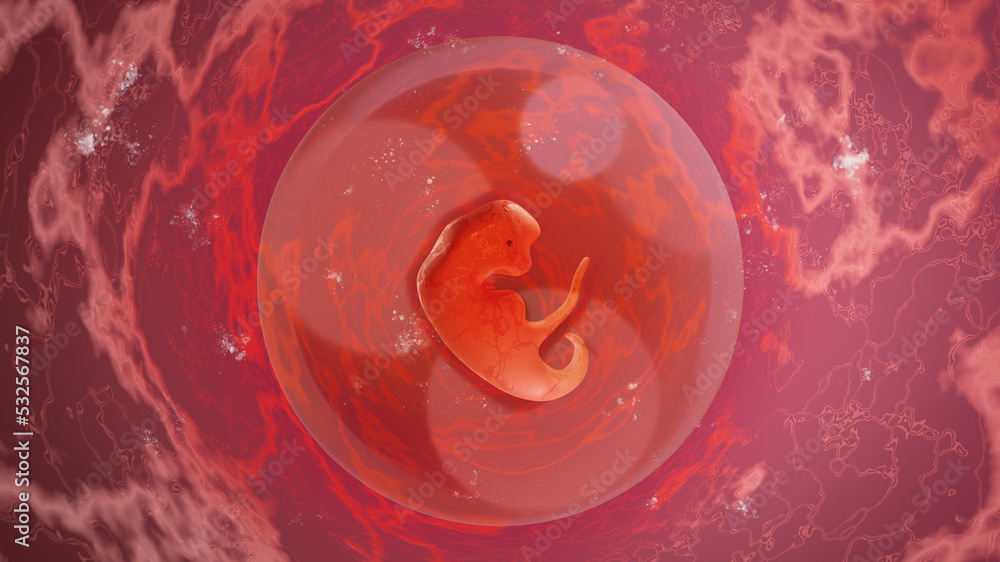 Human embryo for 3 weeks, in the womb. 3 Weeks Pregnant. Medical illustration, 3D Rendering.