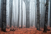 Foggy Forest.