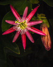 Red Passion Flower And One Ready To Bloom