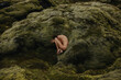 © Anastasia Mihaylova (Shpara)/Stocksy - Young skinny woman in fetal position in the green moss in Iceland