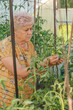 © Danil Nevsky/Stocksy - Focused farmer checking tomato leaves
