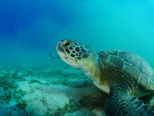 Sea Turtle Underwater Swim Slow  With Sun Beams  Rays Ocean Scenery