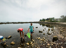 Family Together Collecting Creatures  In Tide Pool On Coast Of Maine 