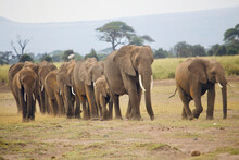 Group Of African Elephants In The Savannah