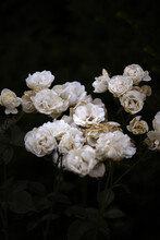 Fading White Roses In A Summer Garden 