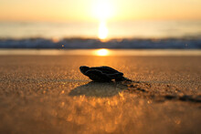 Baby Leatherback Sea Turtle On A Beach At Sunrise