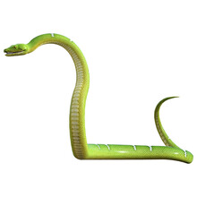 Green Snake On A Transparent  Background