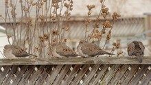 Row Of Mourning Doves Sitting On A Fence 