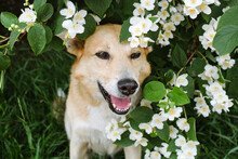 Mongrel Dog In Blossom