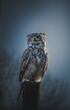 Close-up Of Owl