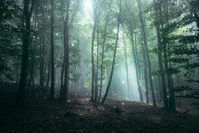 Surreal Forest With Fog And Sun Rays