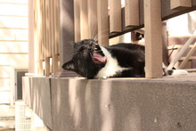 Tuxedo Cat Yawning
