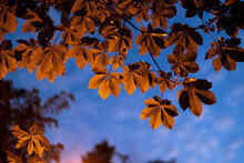 Natural Background Evening Light On Chestnut Leaves