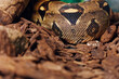 © Pansfun Images/Stocksy - boa snake in zoo