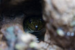 © Pansfun Images/Stocksy - frog hiding in hole in zoo