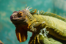 Green Iguana Kept Indoors Under UV Light In Zoo