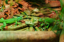 Green Iguana Kept Indoors Under UV Light In Zoo