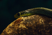 Snake In Zoo
