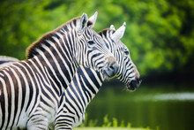 Close-up Of Zebras