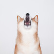 © Lucia Postike/Stocksy - Shiba inu dog with open mouth