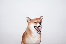 Emotional Portrait Of A Laughing Dog