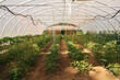 © Pedro Merino/Stocksy - Tomato plants in an ecological greenhouse
