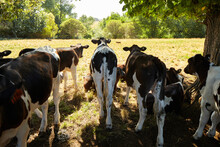 Herd Of Young Dairy Calves