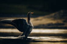 Close-up Of A Goose In Lake