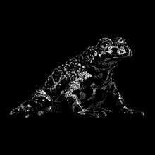 Fire-Bellied Toad Hand Drawing Vector Illustration Isolated On Black Background